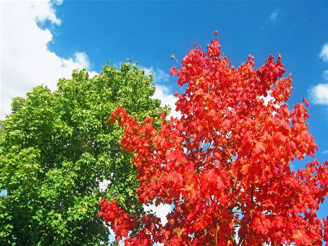 maples 577058 1920